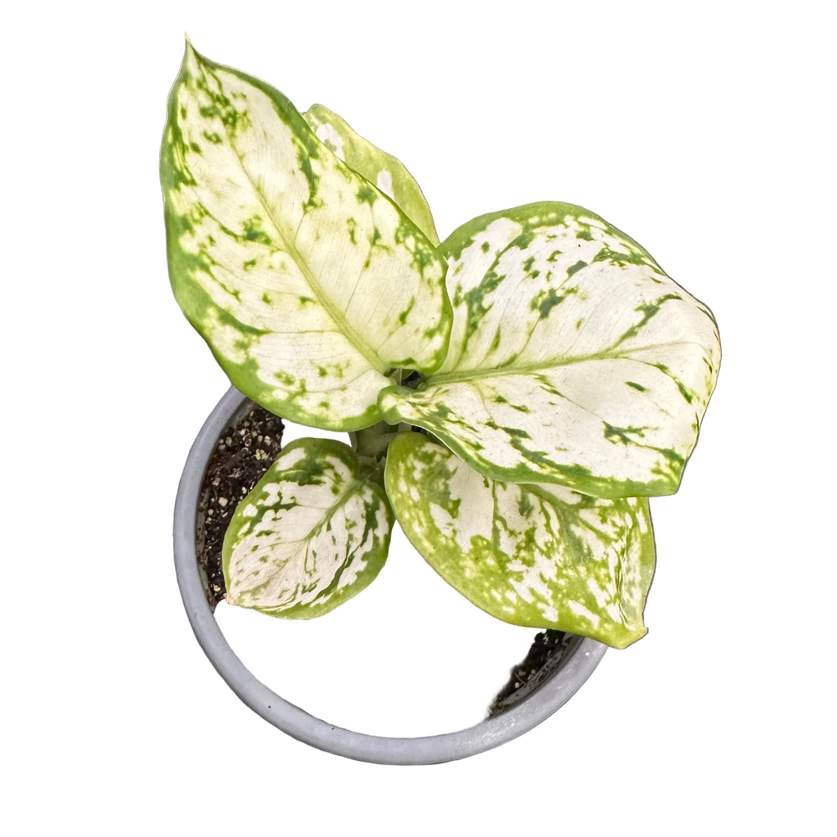 Aglaonema Commutatum M 11