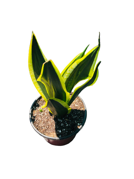 Sanseviera Black Gold M-10