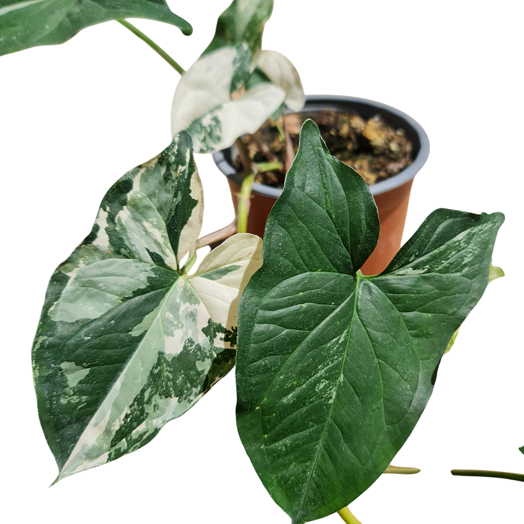 Syngonium variegado MC13