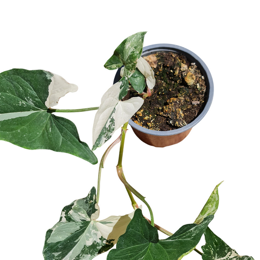 Syngonium variegado MC13