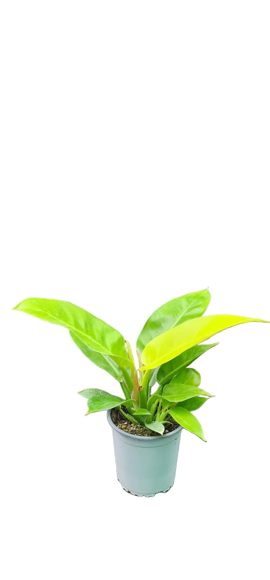 Philodendron Imperial Golden - M13
