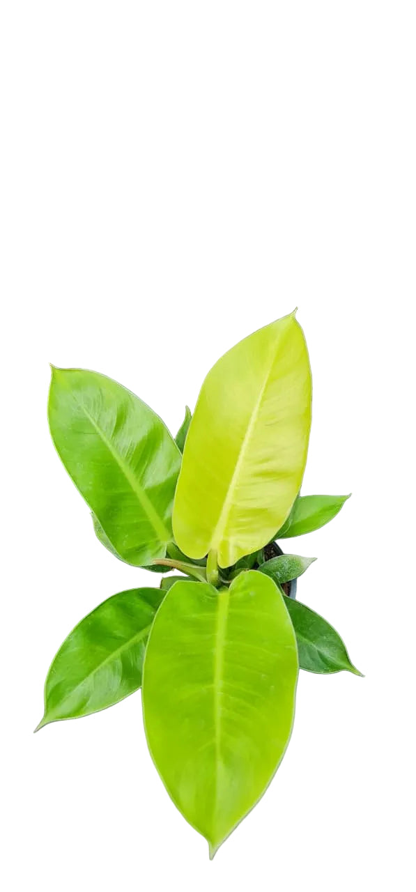 Philodendron Imperial Golden - M13