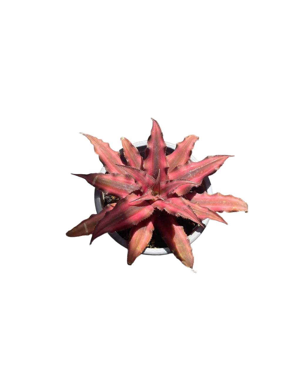 Cryptanthus - M10