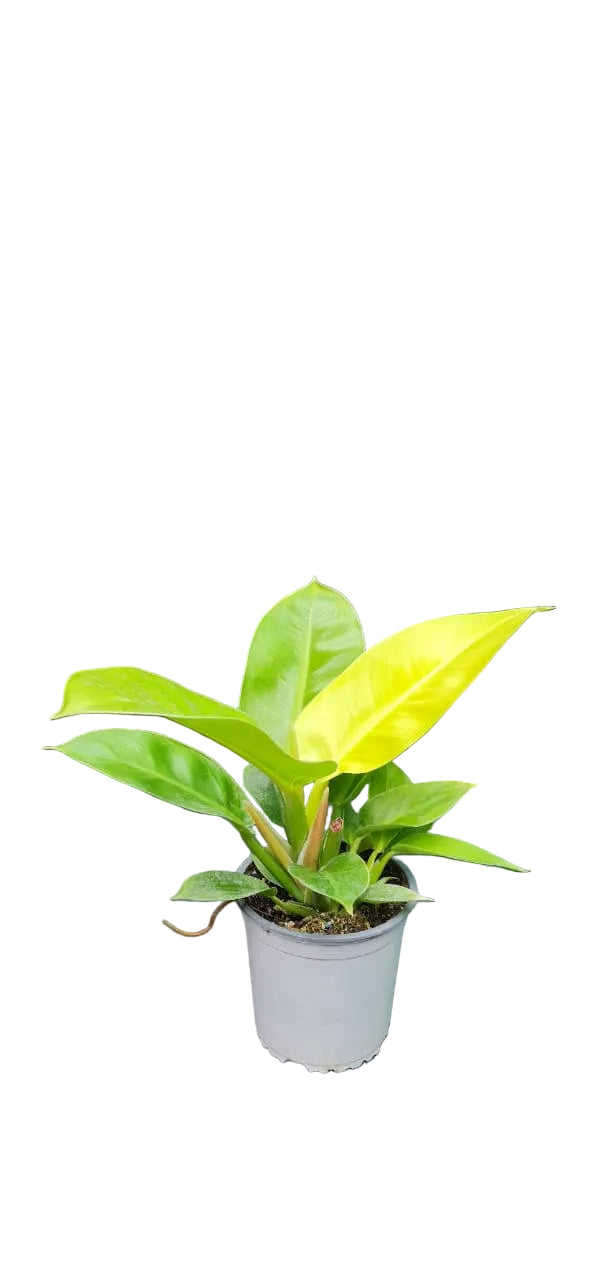 golden imperial philodendron Philodendron Imperial Golden