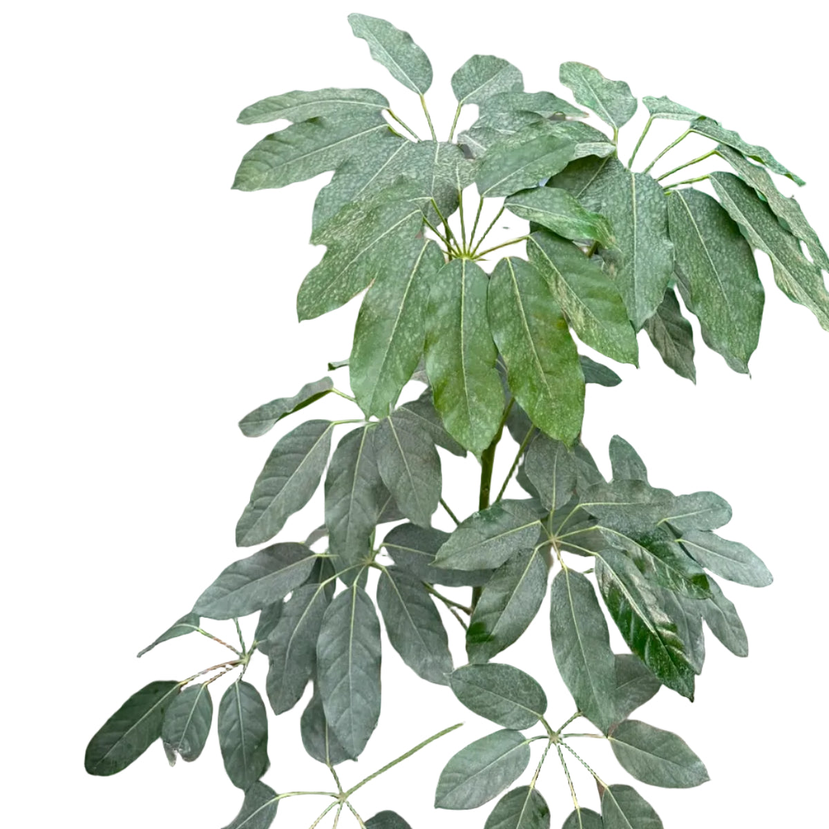 Scheflera Actinophylla M 29