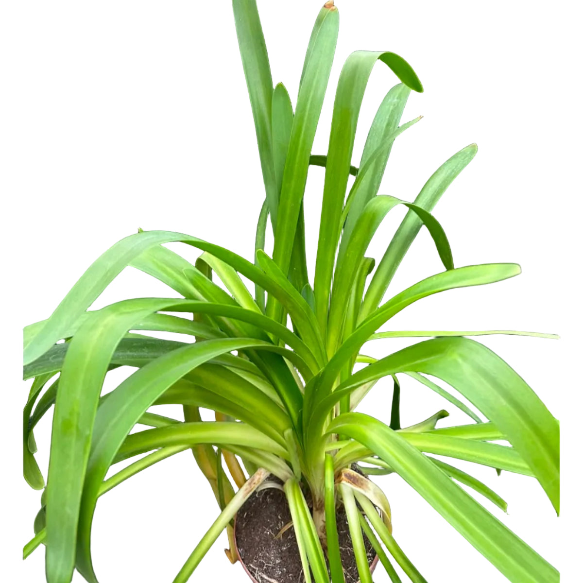 Agapanthus M 23