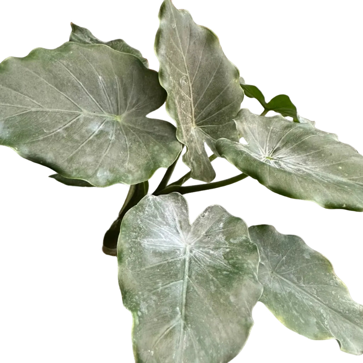 Alocasia Wentii M 17