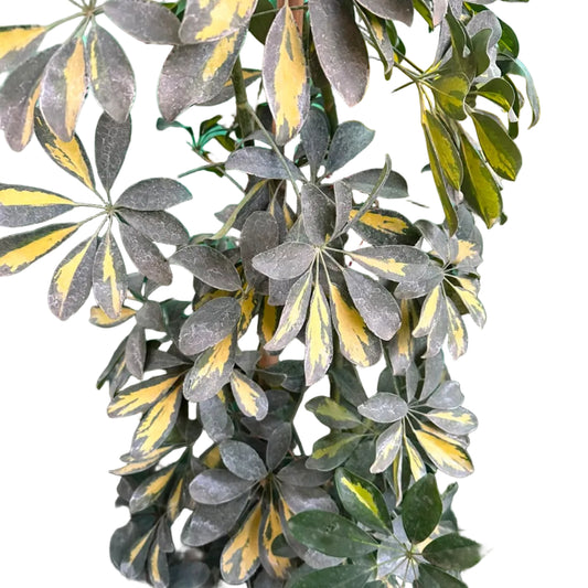 Scheflera Arboricola M 33