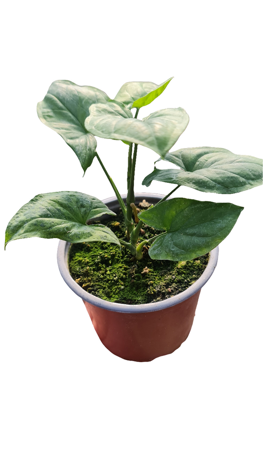 Syngonium Verde