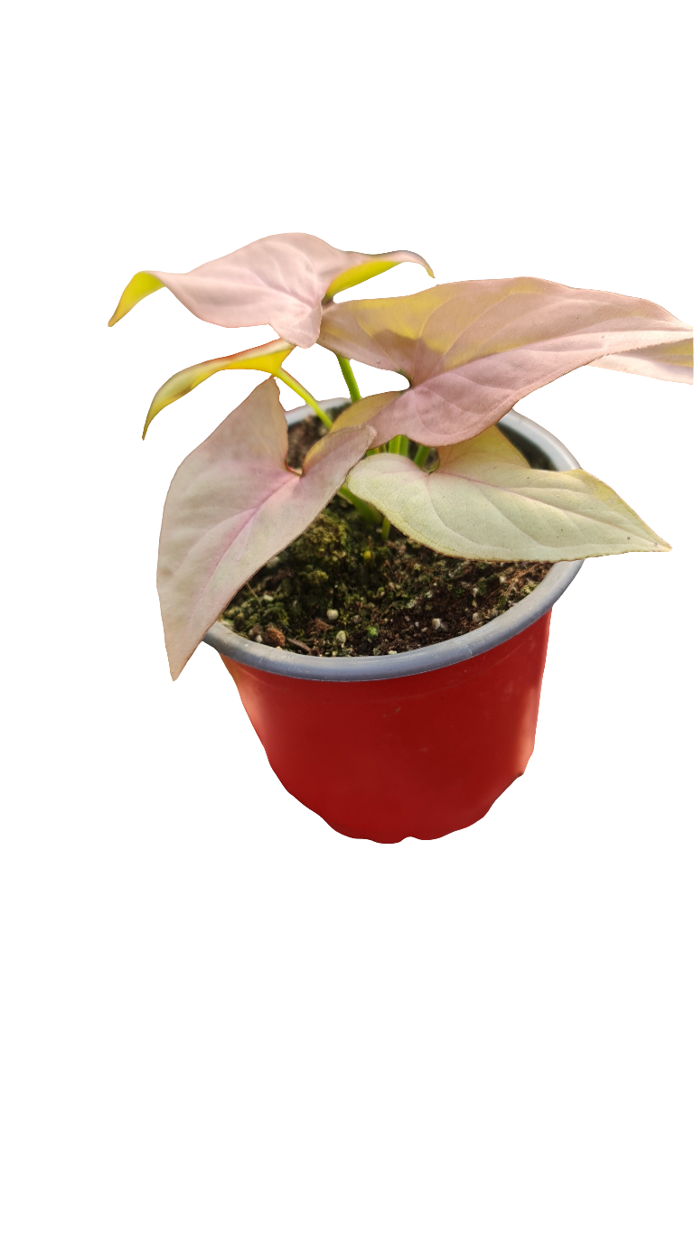 Singonio Pink M11