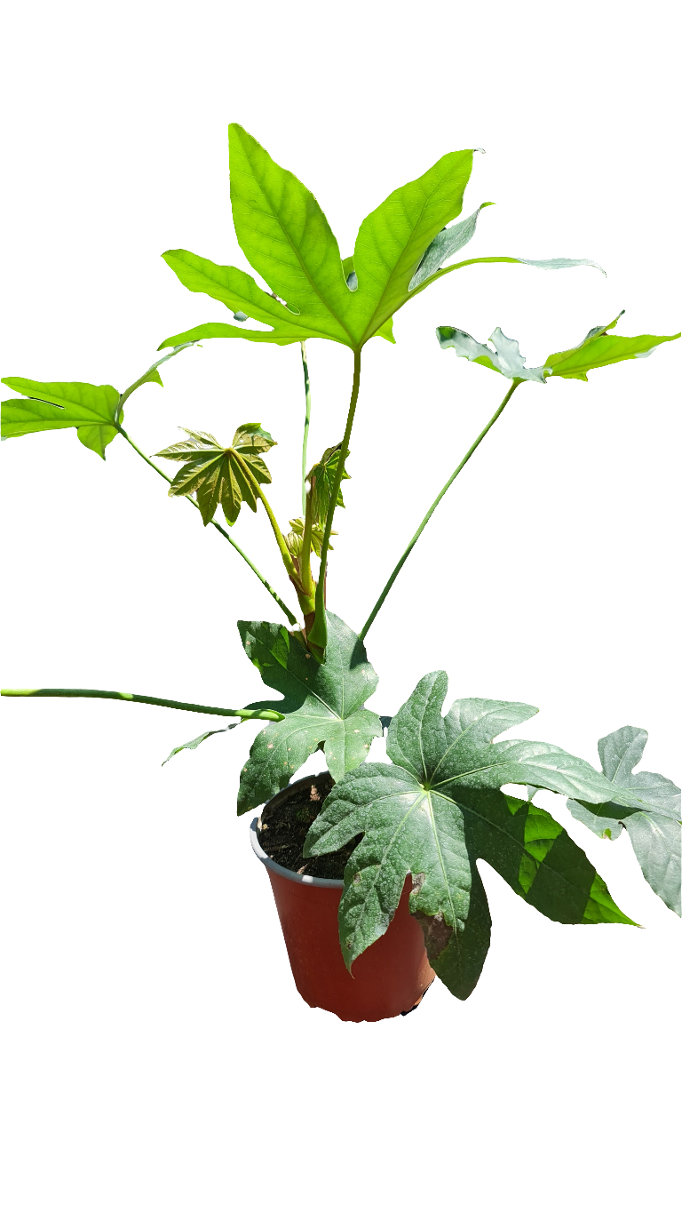 Aralia japonica Macetero N°15