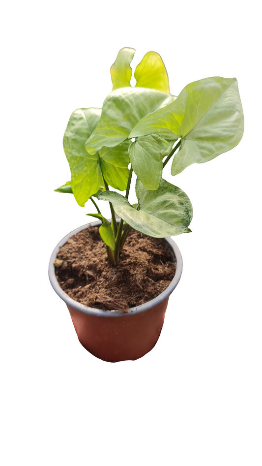 Syngonium Plateado M13