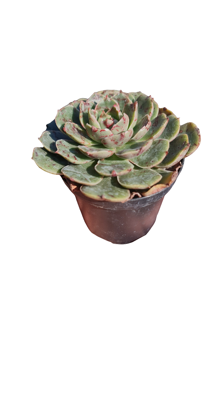 Echeveria Humberto Villa M9