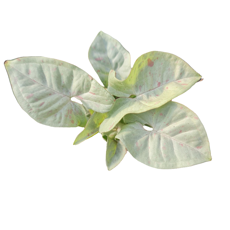 Syngonium Confettin M13