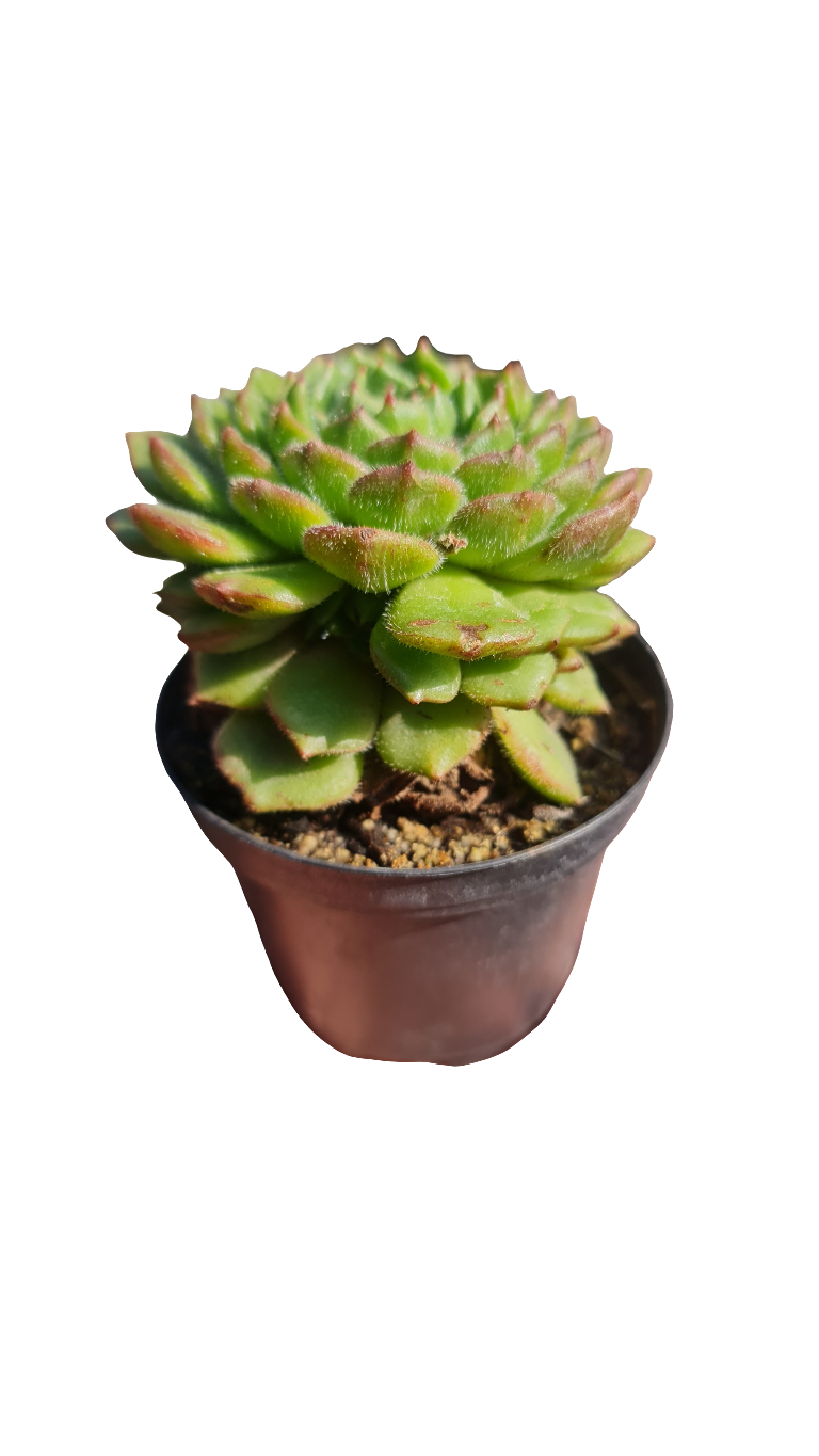 Echeveria Setosa Rose M9