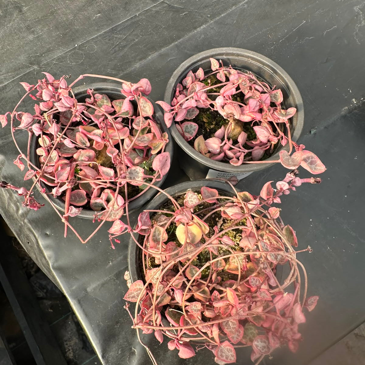 Ceropegia Variegada