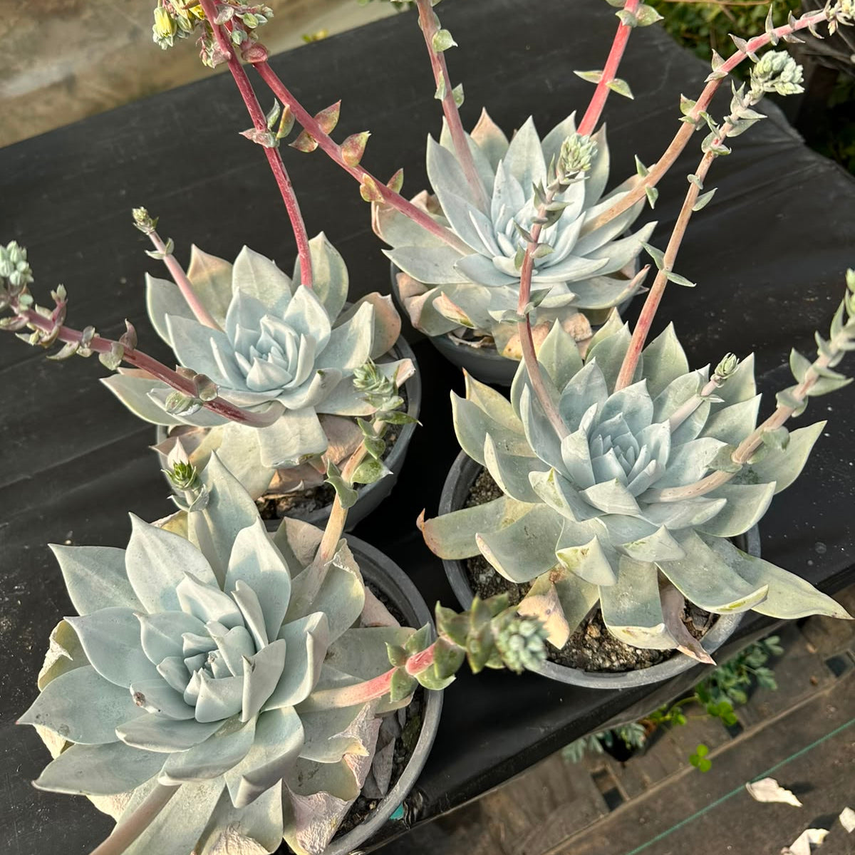 Dudleya Greenei M 15