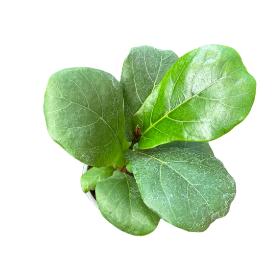 Ficus Lyrata M 15