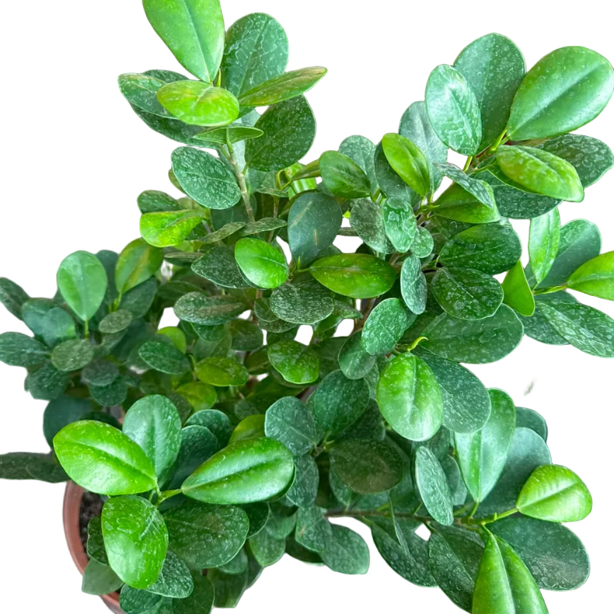 Ficus Macrocarpa M 23