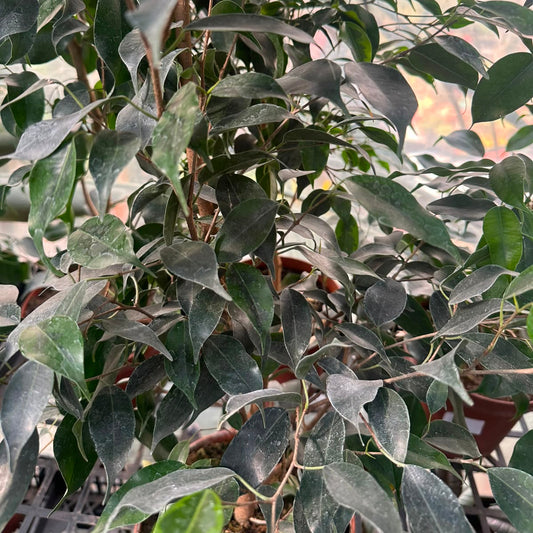 Ficus Verde M 21