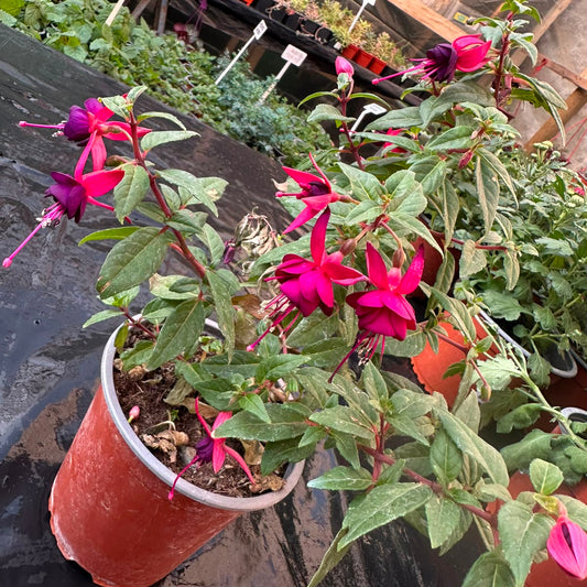 Fuchsia M 13