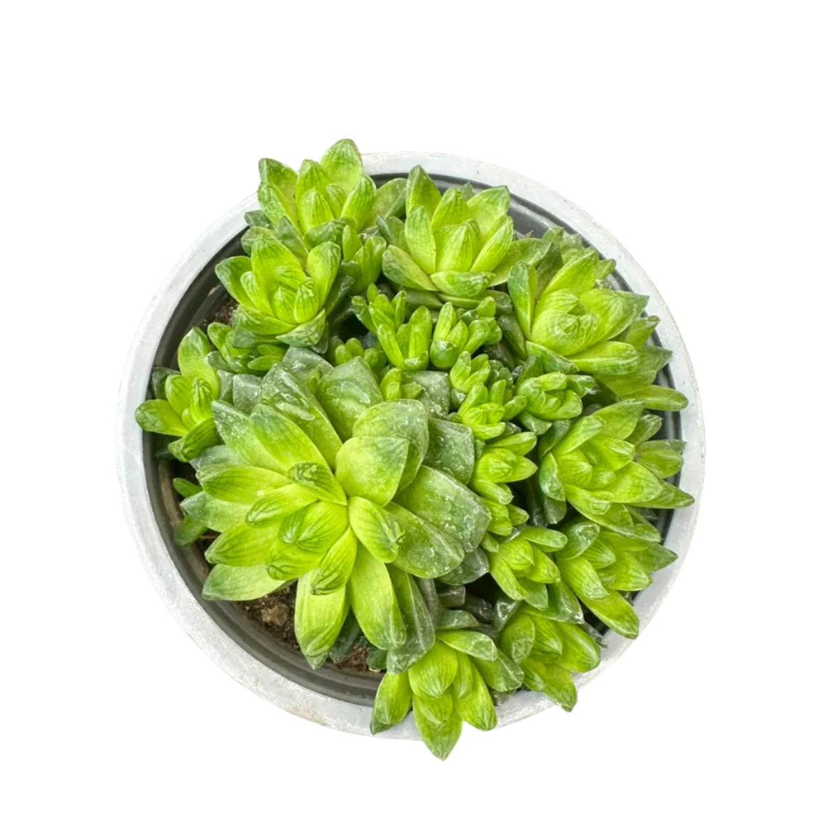 Haworthia Cymbiformis M 14