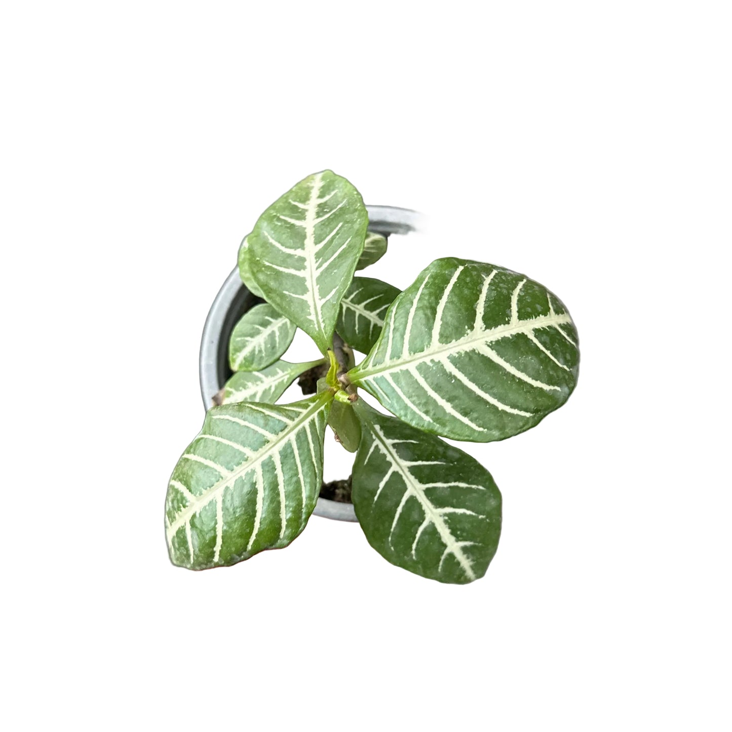 Aphelandra M 13