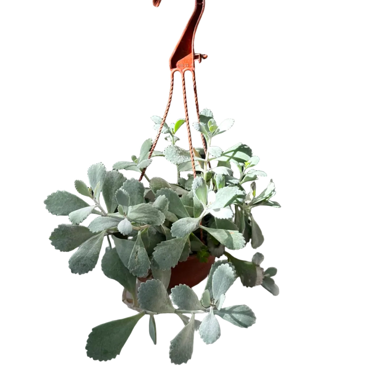 kalanchoe Pumila Colgante M 15