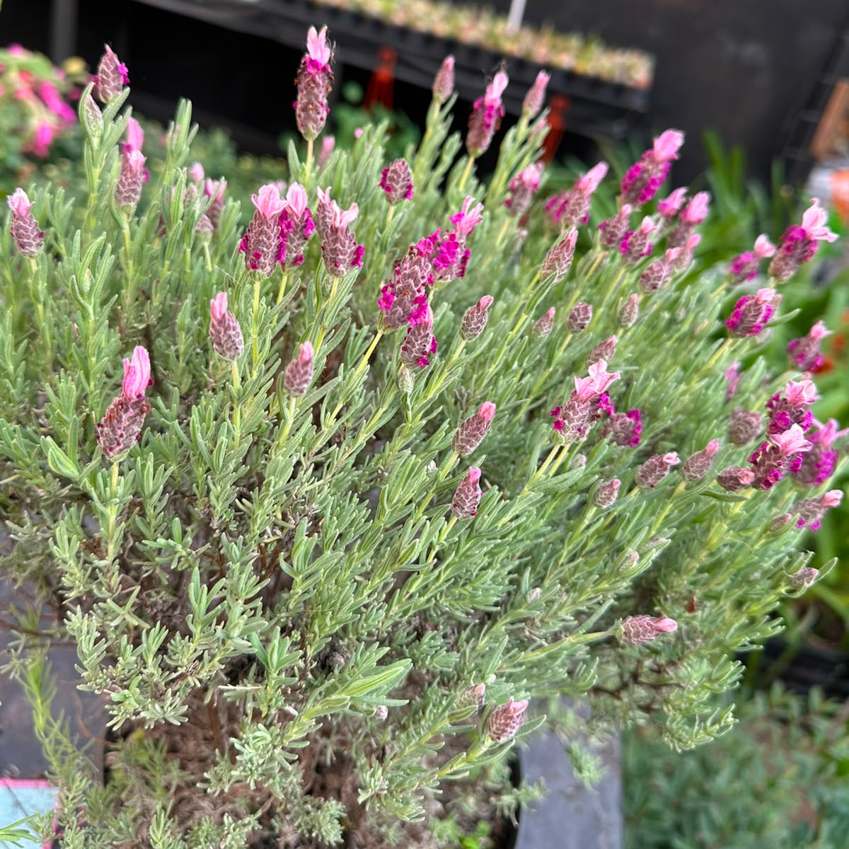 Lavanda Rose M 21