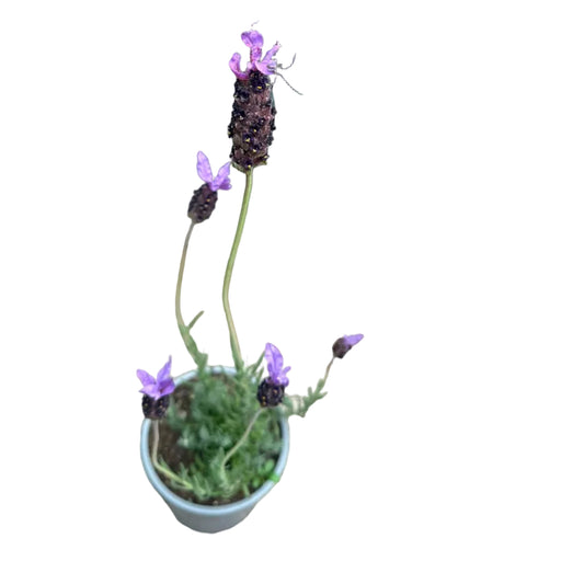 Lavanda Purple M 15