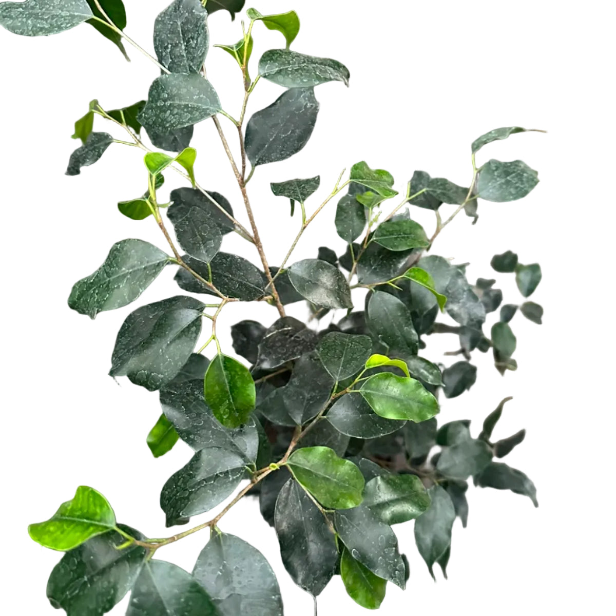 Ficus Negro M 21