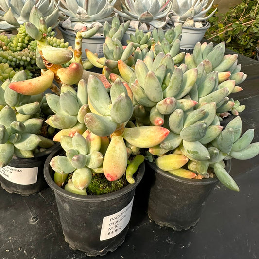 Pachyveria Glauca M 10