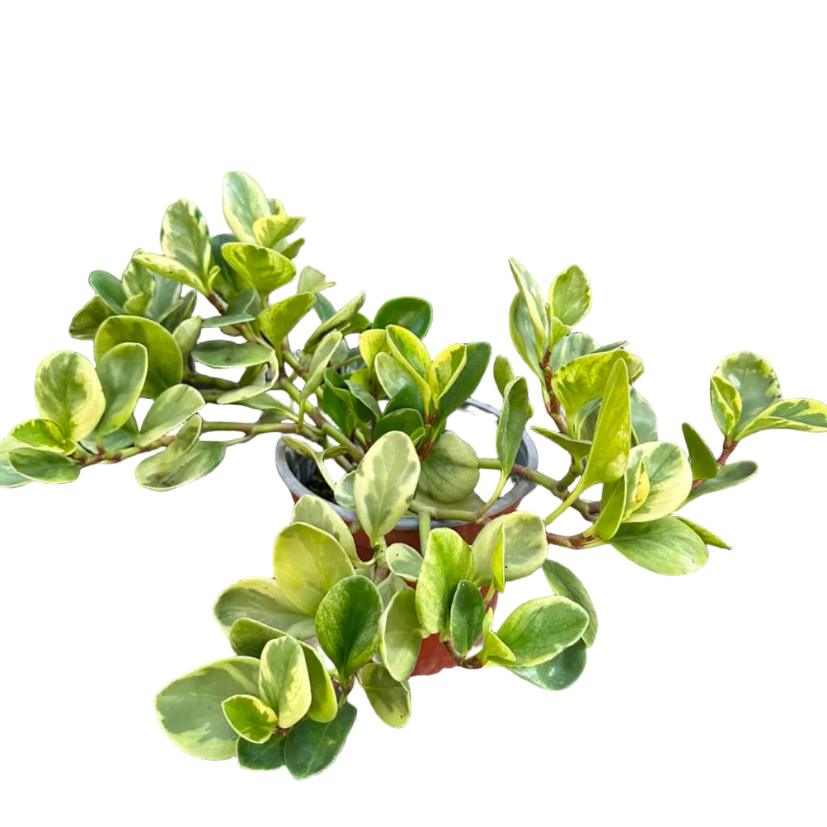 Peperomia Obtusifolia M 17