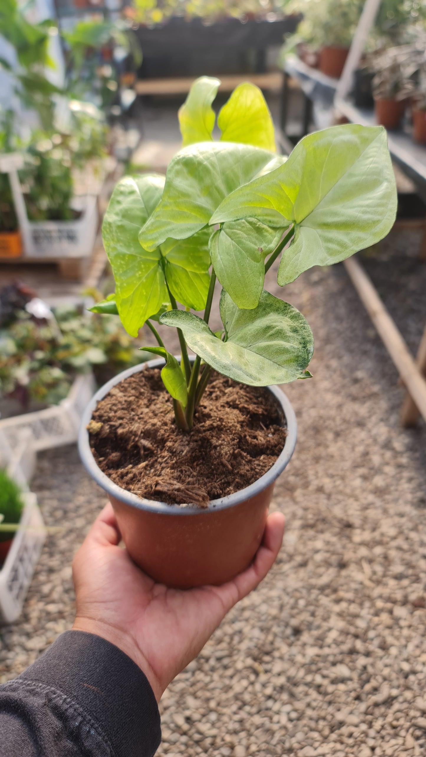 Syngonium Plateado M13