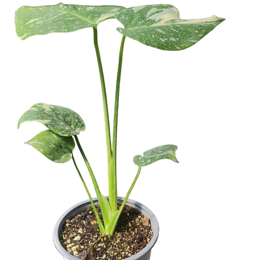 Monstera Deliciosa Thai Constelattion M15