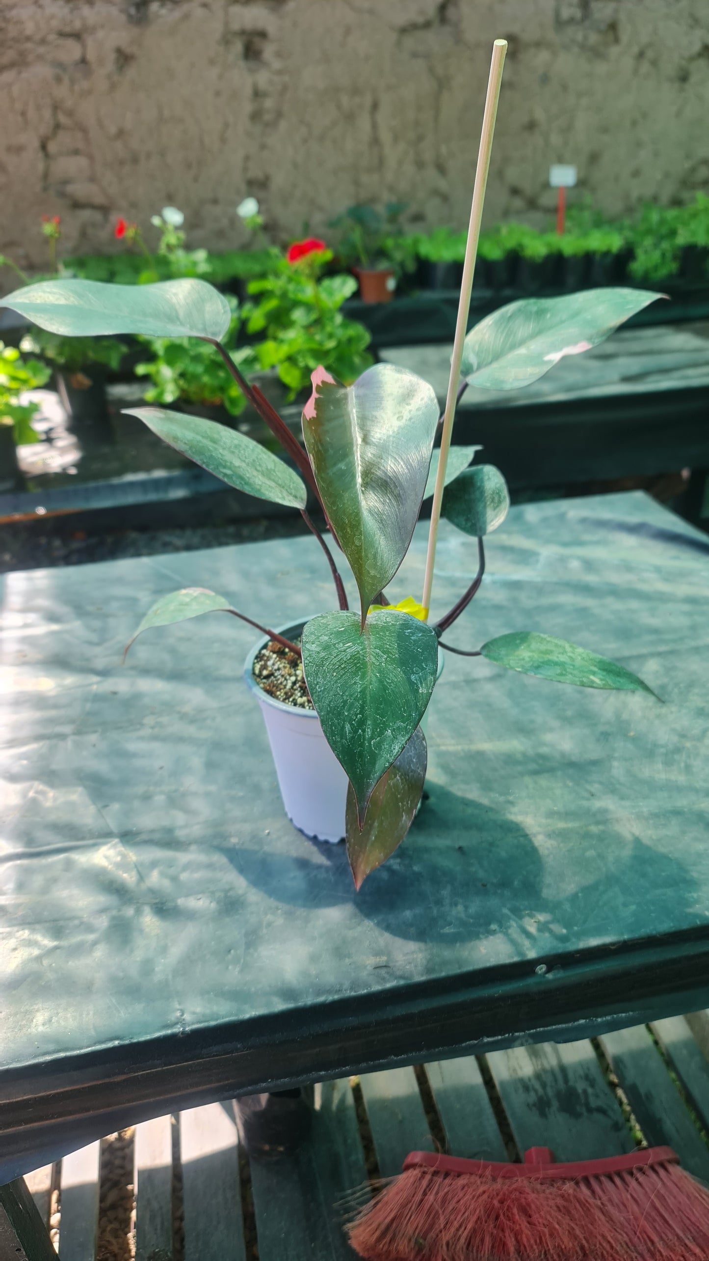 Philodendron Pink Princess M15