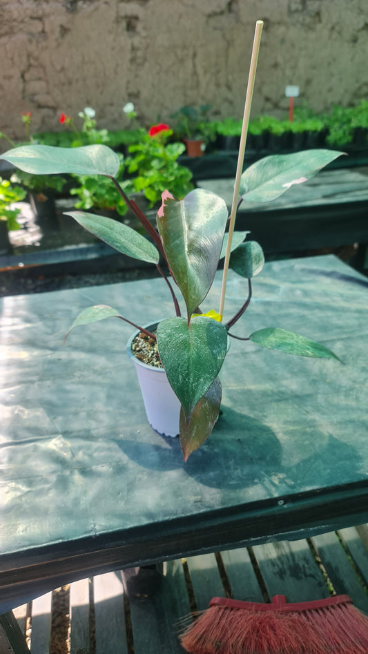 Philodendron Pink Princess M15