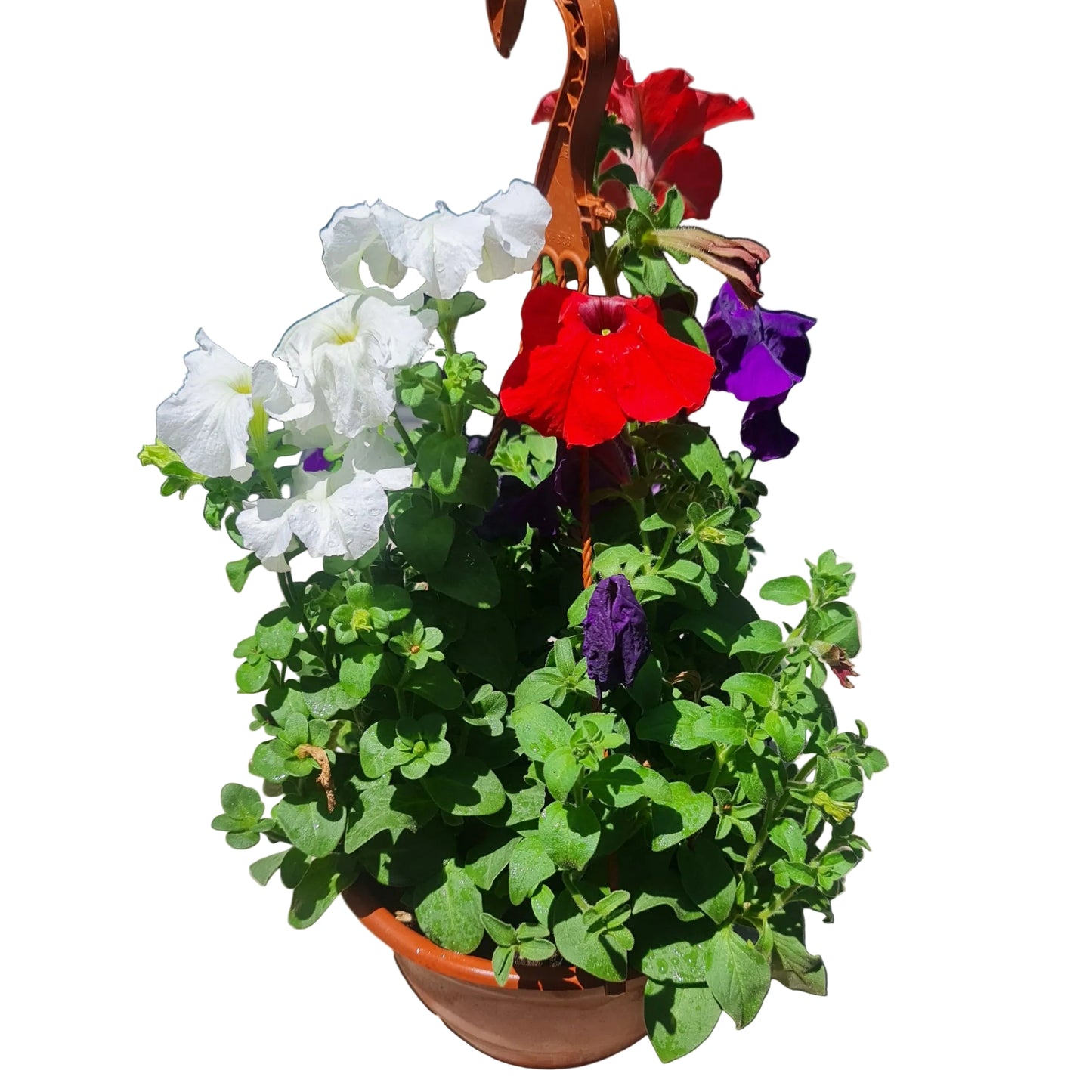 Petunia Mix MC19