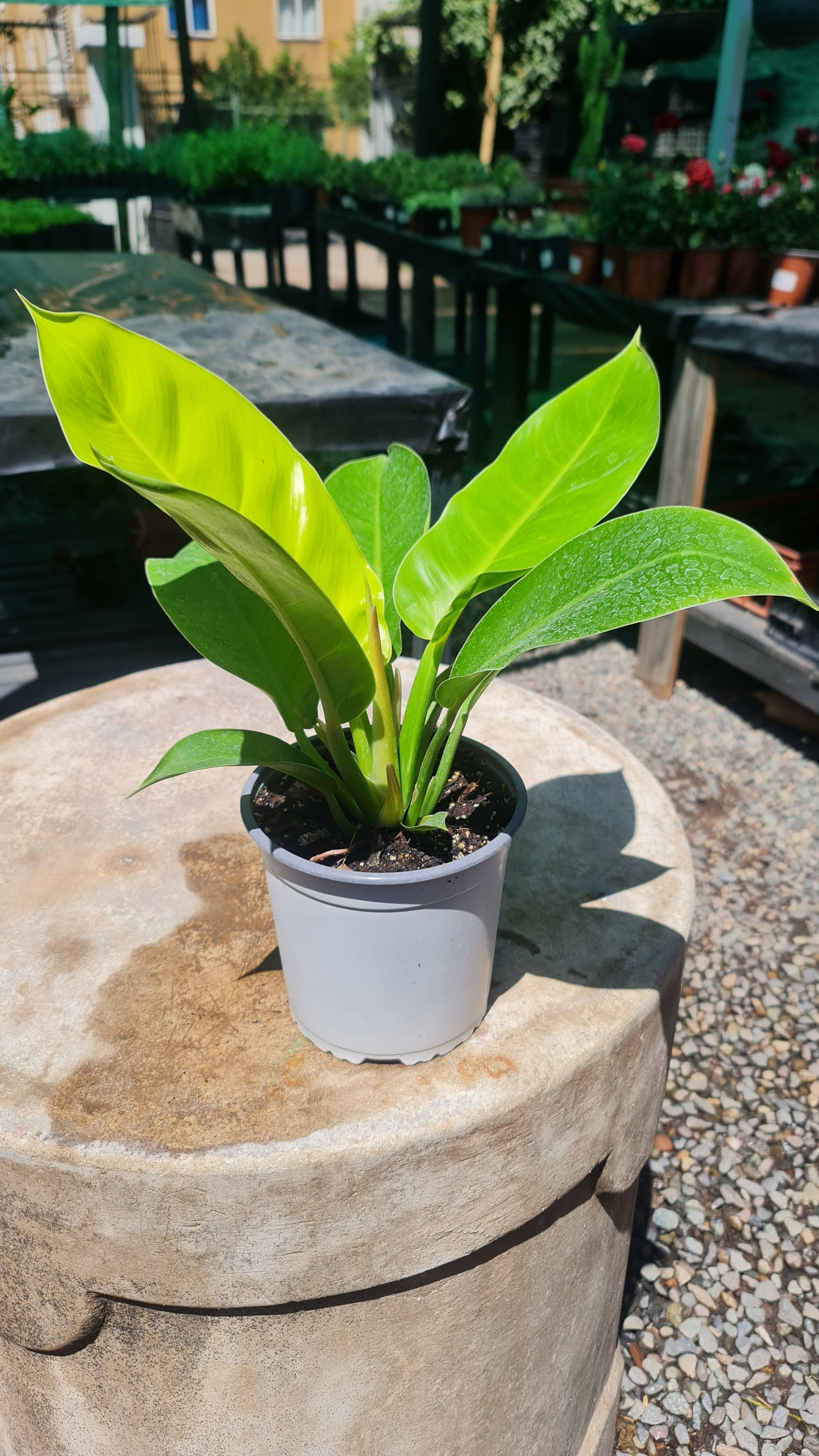 Filodendro Imperial M17