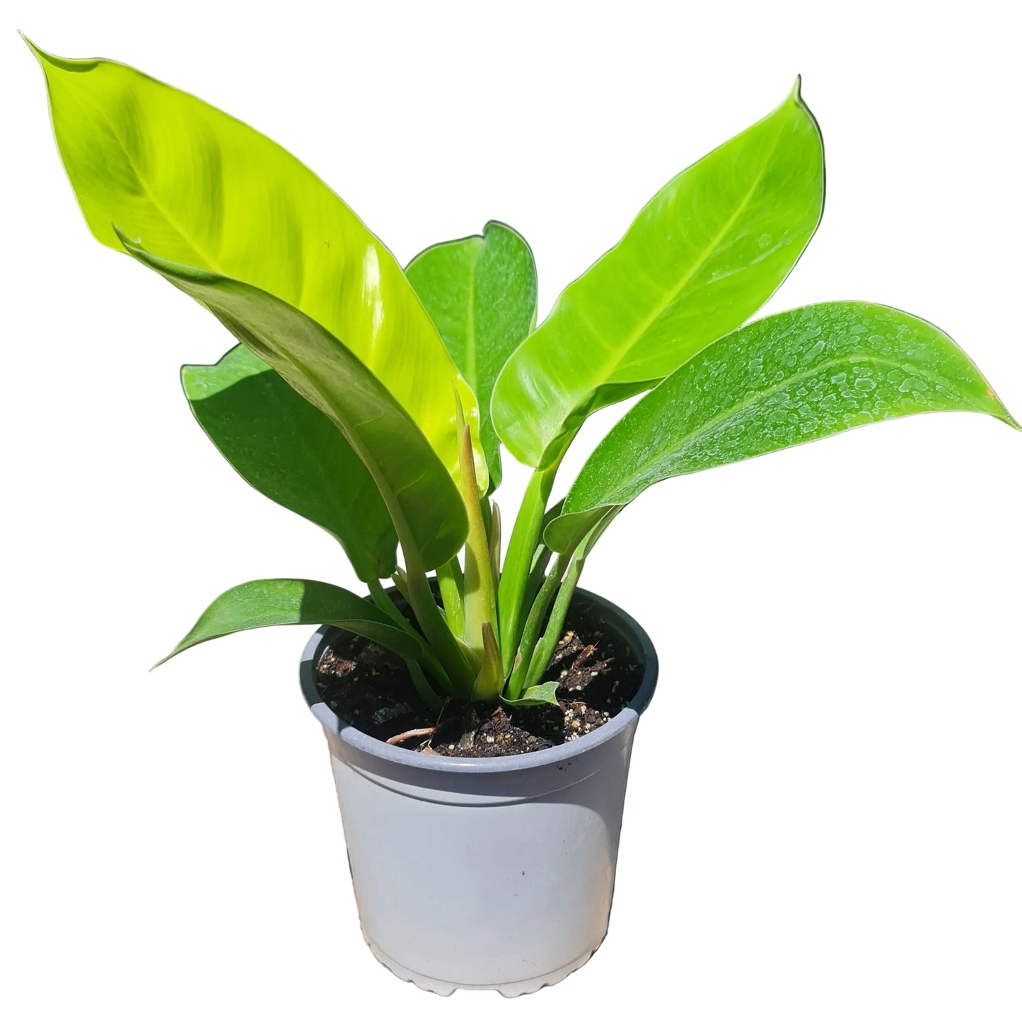 Filodendro Imperial M17