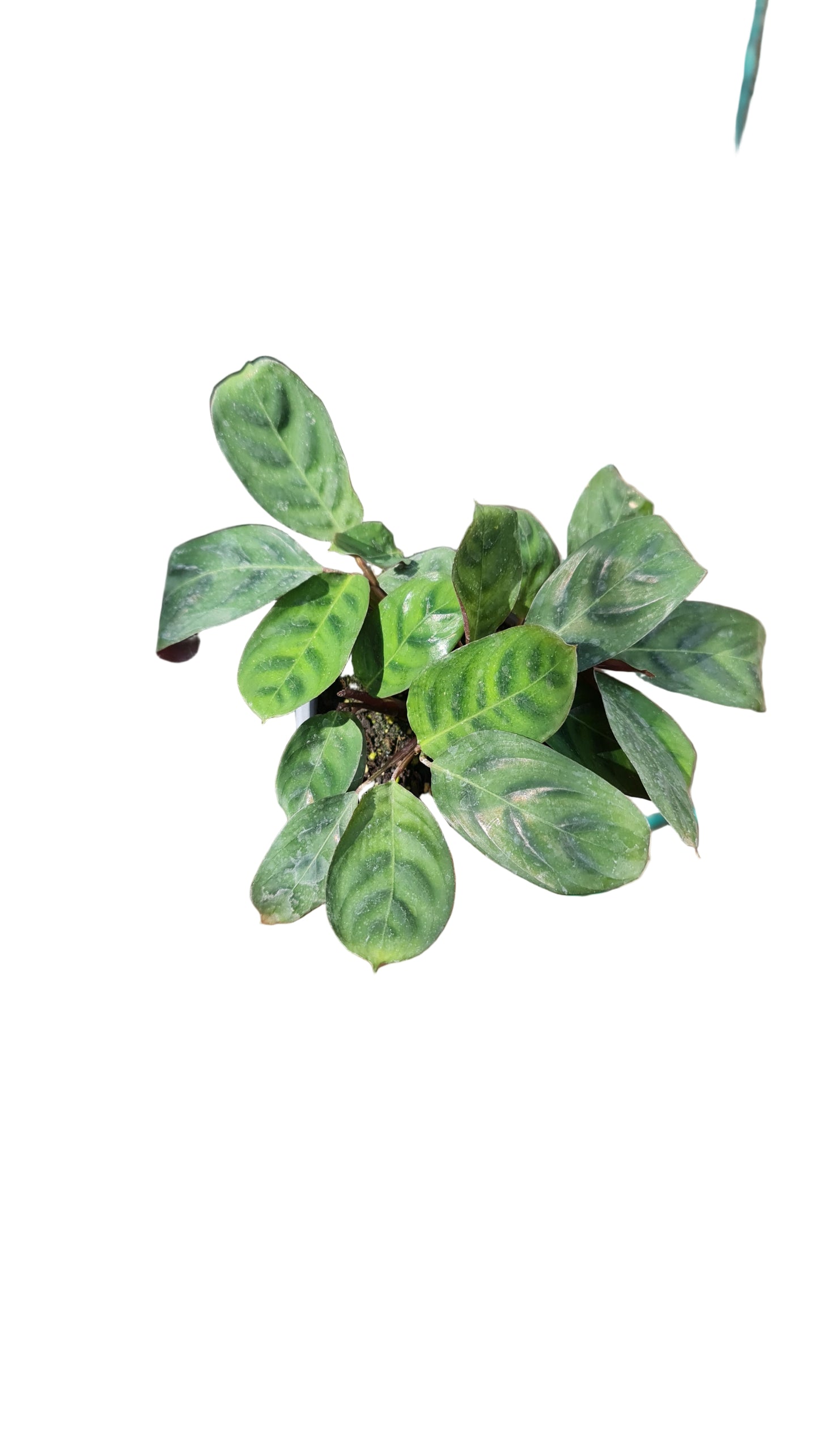 Calathea butle MC10