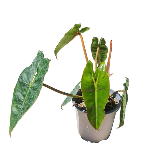 Philodendron Billietiae M11