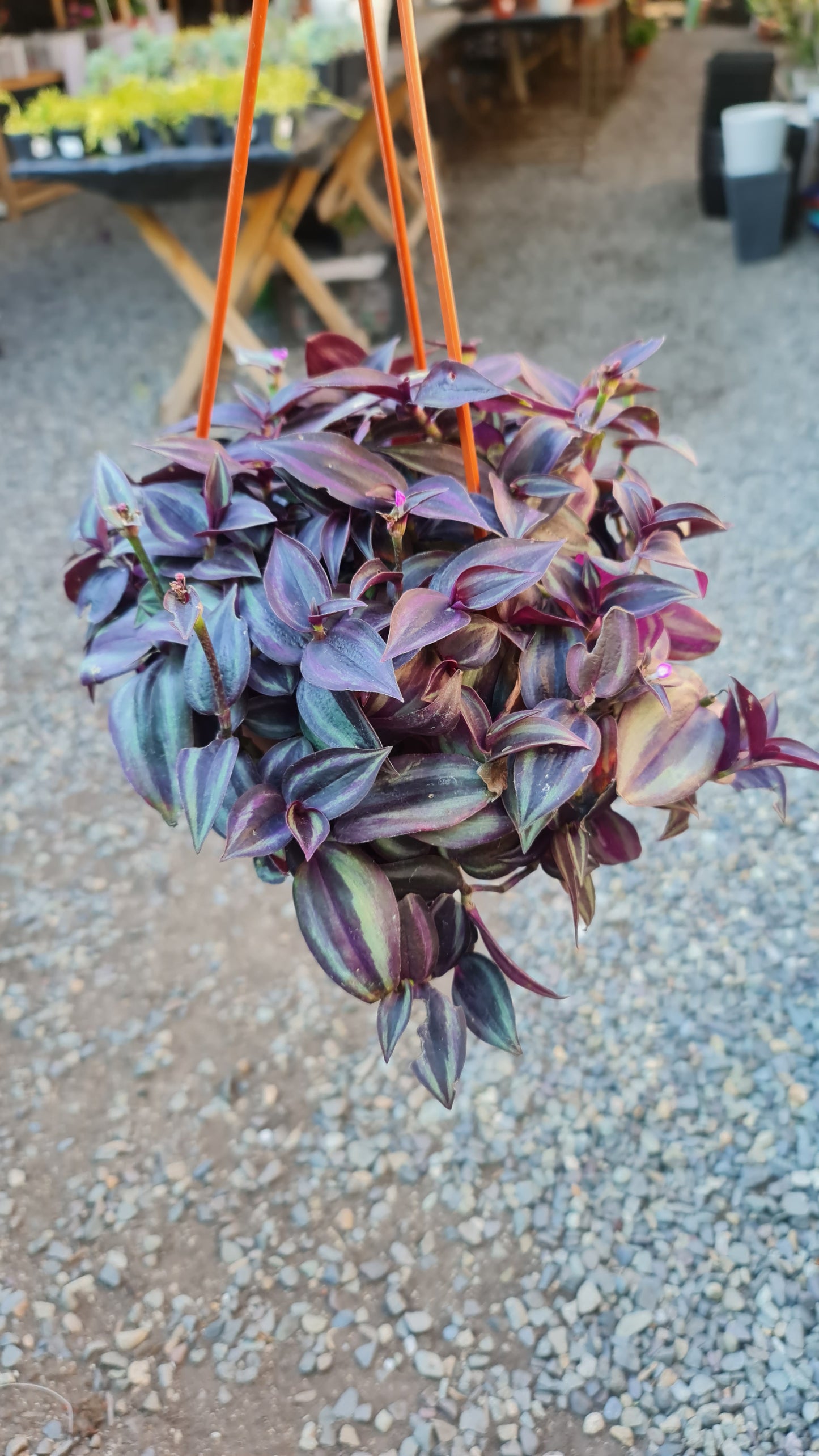 Tradescantia