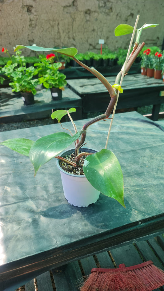 Philodendron White Princess M11