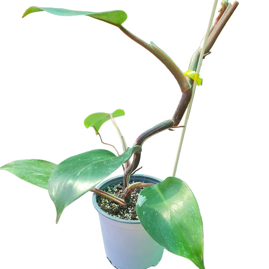 Philodendron White Princess M11