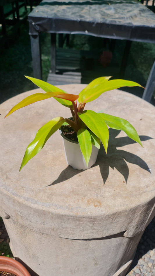 Philodendron Orange Marmalade M13