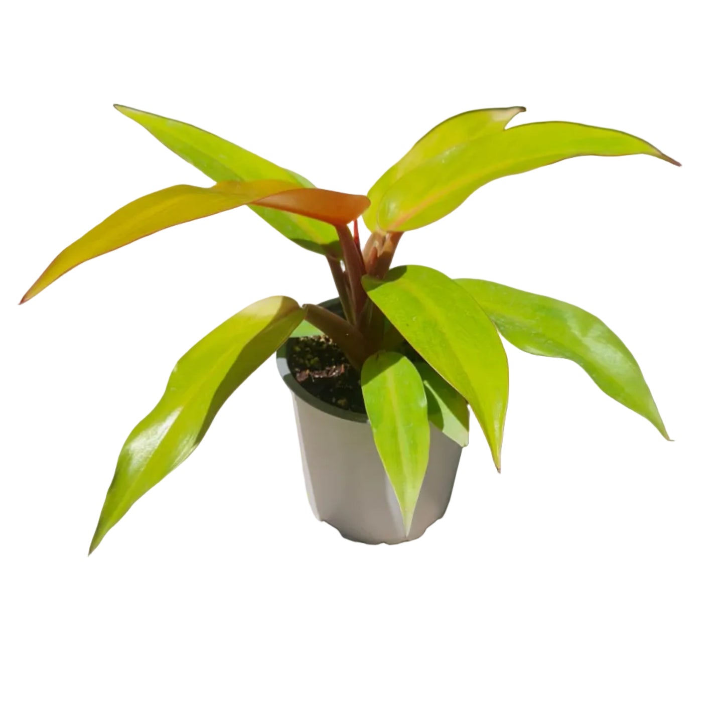 Philodendron Orange Marmalade M13
