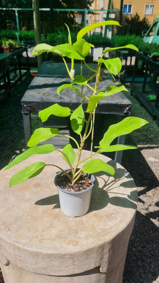Philodendron Malay Gold M15