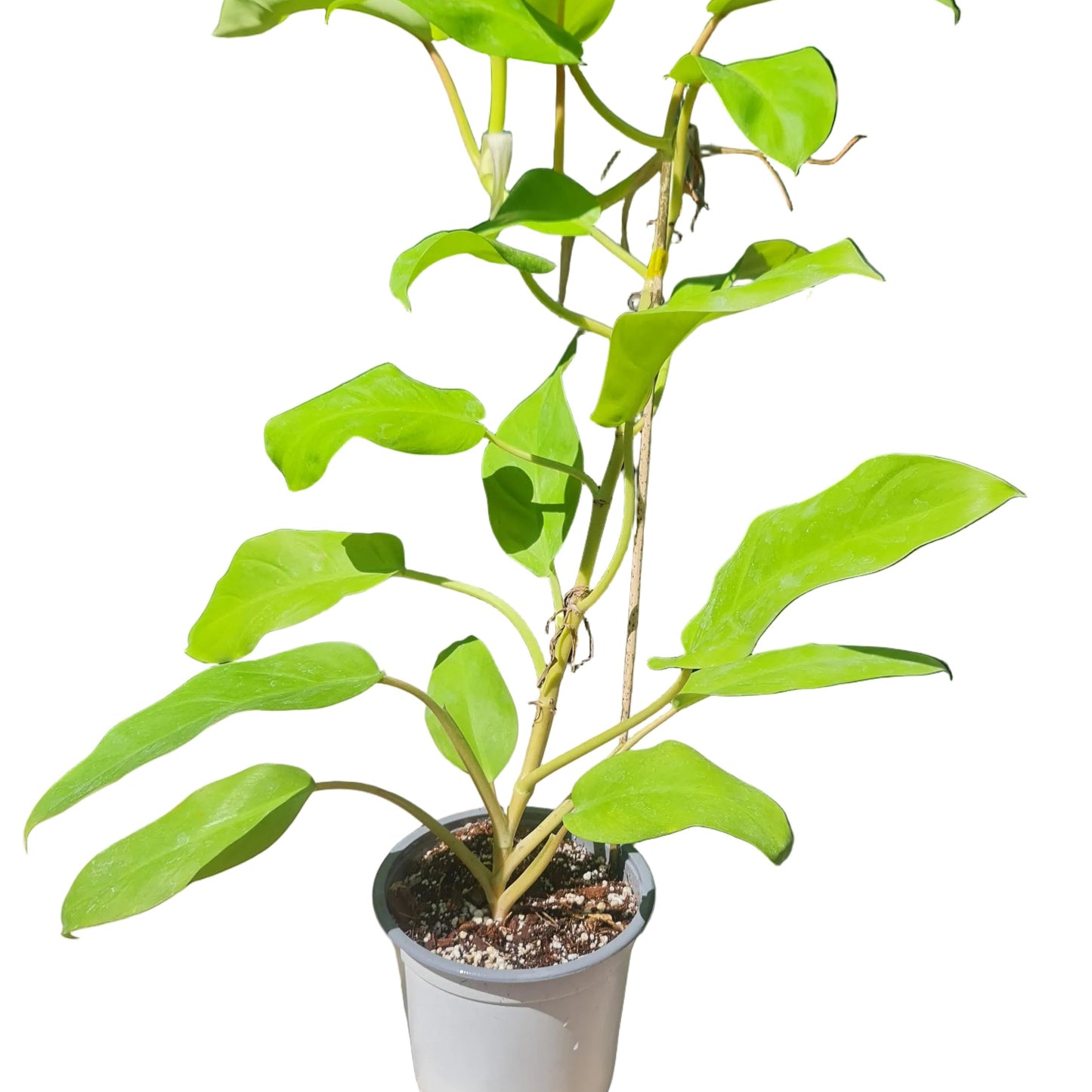 Philodendron Malay Gold M15