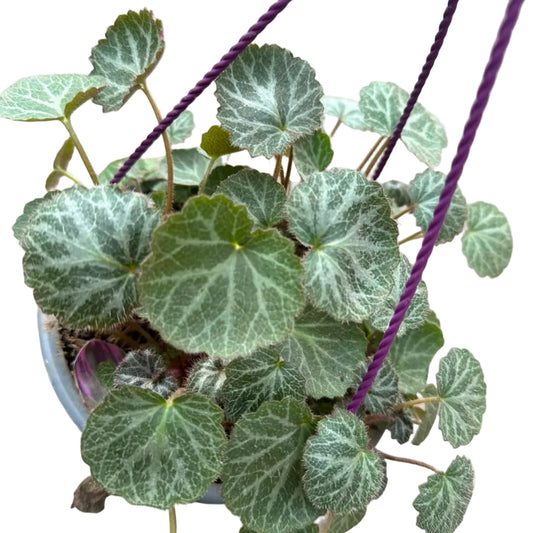 Saxifraga Colgante